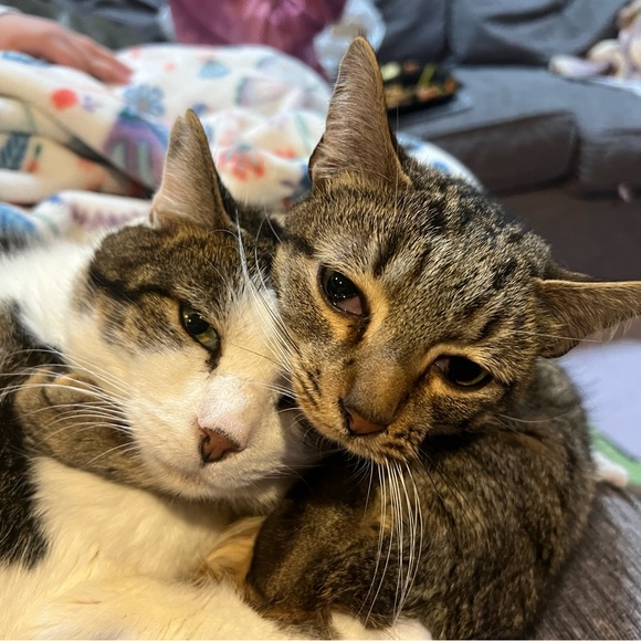 Meet your Posher, Kelly - Picture 5 of 5